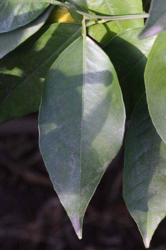            Unifoliolate leaf (Coarse, Riverside, CA)   